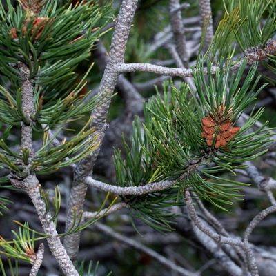 Pinus mugo Turra, 17 August 2016, © Copyright Françoise Alsaker – Pinaceae