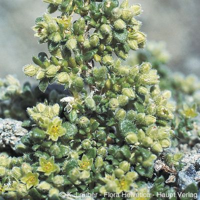 Herniaria alpina Chaix, © 2022, Konrad Lauber – Flora Helvetica – Haupt Verlag