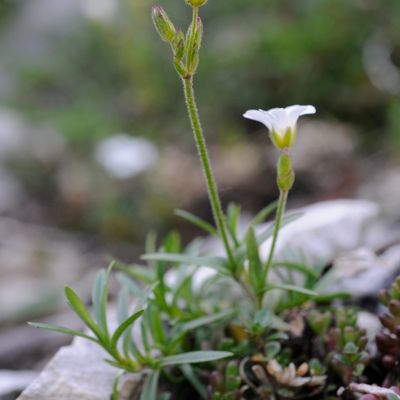 Cerastium arvense L. subsp. arvense, © 2022, Philippe Juillerat – Roches Blanches