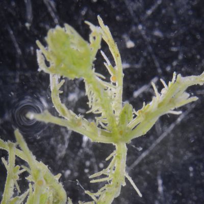 Chara strigosa A. Braun, 16 May 2023, © 2022, D. Auderset Joye – Chara strigosa f. jurensis avec antheridie et oogone visibles sur le phylloïde (étang Hainard, Moulin de Vert, Cartigny, CH-Ge).