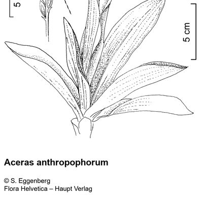 Aceras anthropophorum (L.) W. T. Aiton, 2 December 2022, © 2022, Stefan Eggenberg – Flora Vegetativa - Haupt Verlag