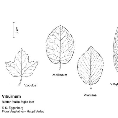 Viburnum lantana L., © 2022, Stefan Eggenberg – Flora Vegetativa © Haupt Verlag