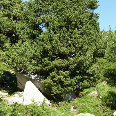 Pinus cembra L., © 2012, Peter Bolliger – Lukmanier