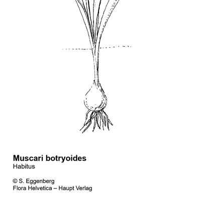 Muscari botryoides (L.) Mill., © 2022, Stefan Eggenberg – Flora Helvetica – Haupt Verlag
