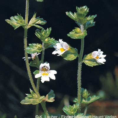Euphrasia rostkoviana subsp. montana (Jord.) Wettst., © 2022, Konrad Lauber – Flora Helvetica – Haupt Verlag