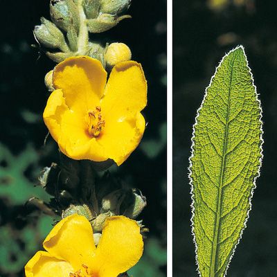 Verbascum phlomoides L., © 2022, Konrad Lauber – Flora Helvetica – Haupt Verlag