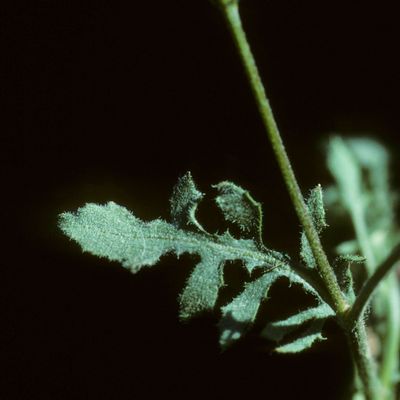 Crepis foetida L., © Copyright Christophe Bornand