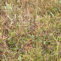 17/18 - © Copyright 2025 Patrice Prunier – VI.2.1.1.3 - Dicrano bergeri-Callunetum vulgaris, Rousses F-39