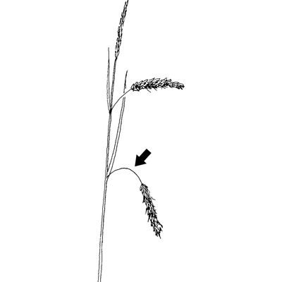 Carex ferruginea Scop., 7 January 2021, © 2022, Stefan Eggenberg – Flora Vegetativa - Haupt Verlag