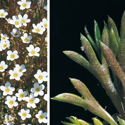 Saxifraga hypnoides L., © 2022, Konrad Lauber – Flora Helvetica – Haupt Verlag