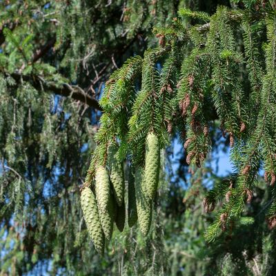 Picea abies (L.) H. Karst., 16 June 2018 – Pinaceae