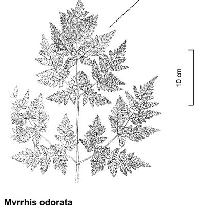 Myrrhis odorata (L.) Scop., © 2022, Stefan Eggenberg – Flora Vegetativa © Haupt Verlag